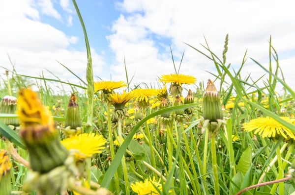 Image from nature series — Stock Photo, Image