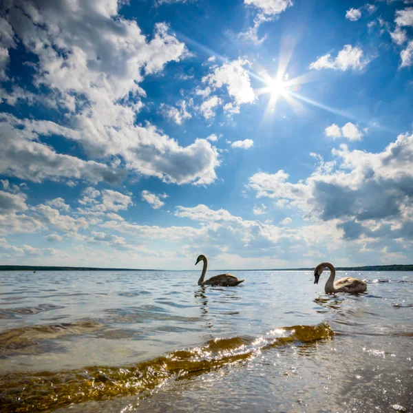 Beeld uit natuur-serie — Stockfoto