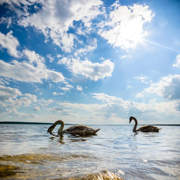 Obraz z serii natura — Zdjęcie stockowe