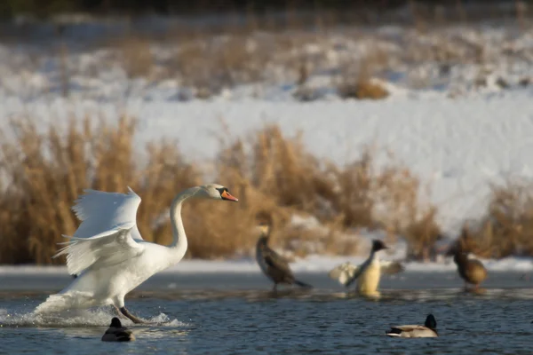 Bild från naturen-serien — Stockfoto