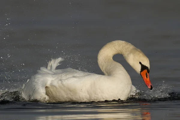 Bild aus der Natur-Serie — Stockfoto