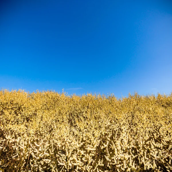 Bild från naturen-serien — Stockfoto