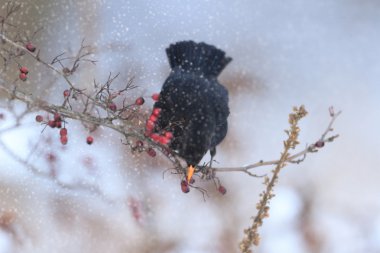 görüntü doğa serisi