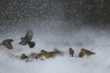 görüntü doğa serisi