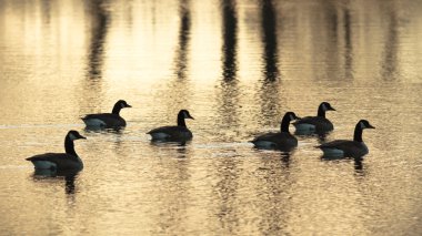 görüntü doğa serisi