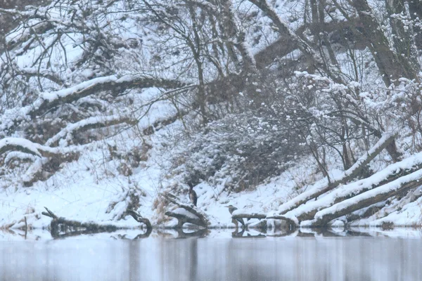 Immagine dalla serie natura — Foto Stock