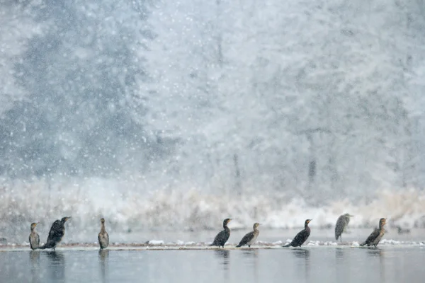 Imagem da série natureza — Fotografia de Stock