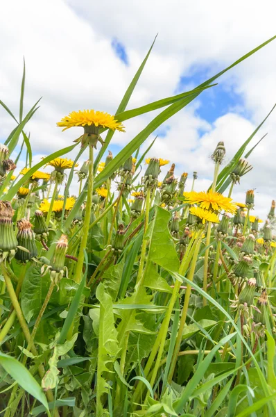 Bild aus der Natur-Serie — Stockfoto