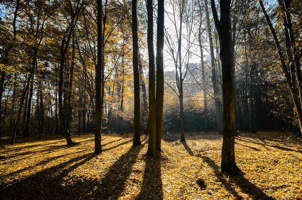 Bild aus der Natur-Serie — Stockfoto