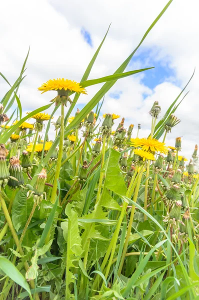 Bild aus der Natur-Serie — Stockfoto