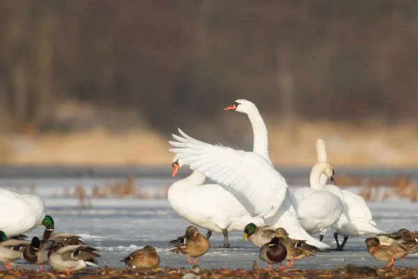 Beeld uit natuur-serie — Stockfoto