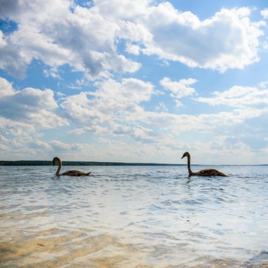 görüntü doğa serisi