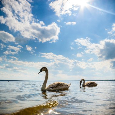 görüntü doğa serisi