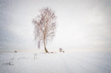 görüntü doğa serisi