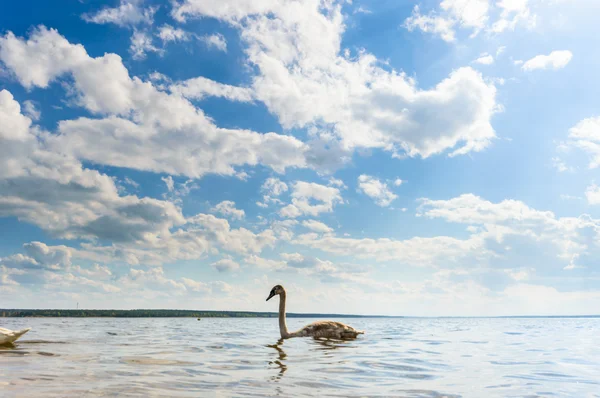 Imagem da série natureza — Fotografia de Stock