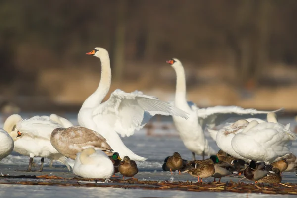 Bild från naturen-serien — Stockfoto