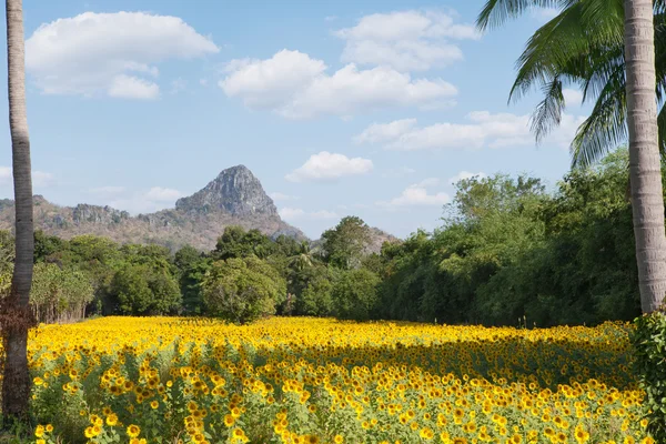 Güzel ayçiçeği Vadisi Dağ ile görünümünü yaz saati sırasında arka plan üzerinde — Stok fotoğraf