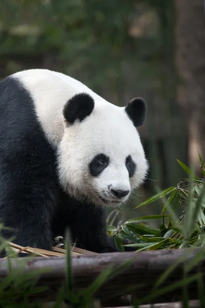 Portrait of nice panda bear walking in summer environmentin spa in spa — Stock Photo, Image