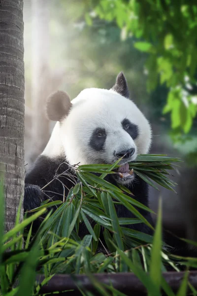 Portrait d'un bel ours panda mangeant dans un environnement estival — Photo