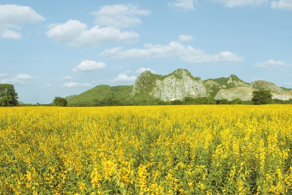 Vue de belle vallée de fleurs jaunes avec montagne sur le fond — Photo