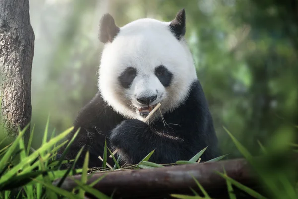 Panda está comendo panda está comendo — Fotografia de Stock