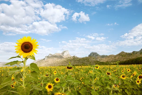 Vista del bonito valle del girasol con la montaña en el fondo durante el verano —  Fotos de Stock