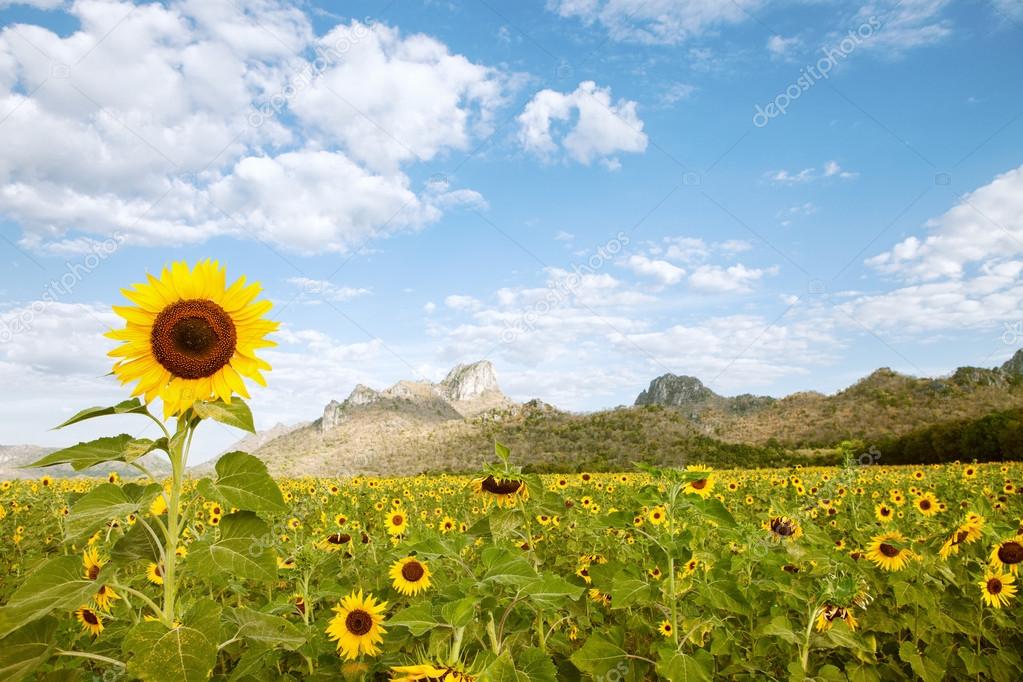 View of nice sunflower valley with mountain on the background during
