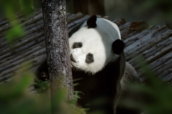 Portrait d'un joli ours panda jouant dans un environnement estival — Photo