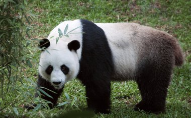 Yaz ortamında yürüyüş güzel ayı panda portresi
