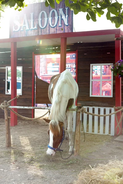 Foto von schönen Pferd hängen in sommerlicher Umgebung — Stockfoto