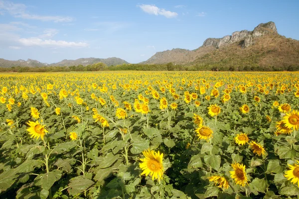 Szép sárga virág-völgy hegyi kilátást a háttérben — Stock Fotó