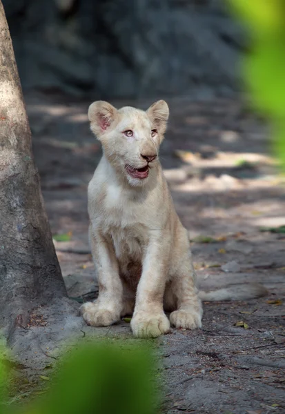 Kijk op mooie jonge leeuw baby in de zomer natuur milieu — Stockfoto