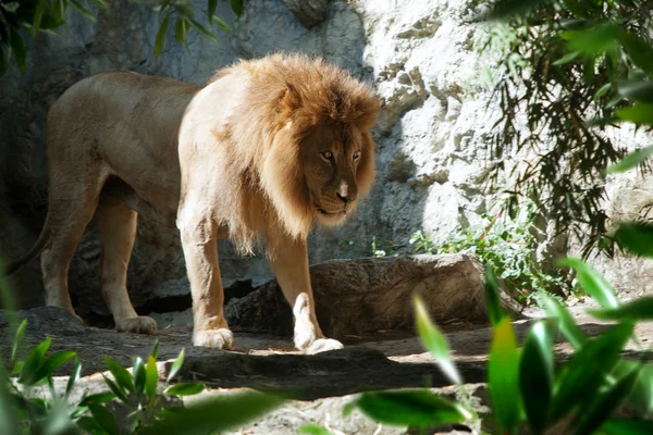 Kijk op de mooie grote leeuw in zomer zoopark omgeving — Stockfoto
