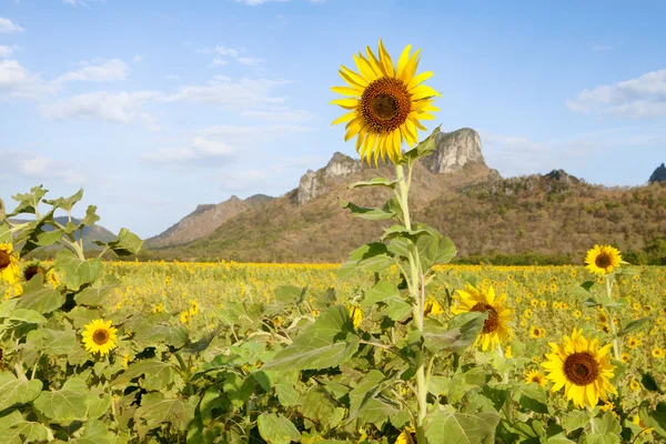 Vista del bonito valle del girasol con la montaña en el fondo durante el verano —  Fotos de Stock