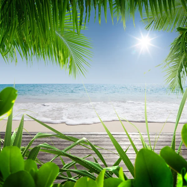 美丽的热带海滩，有一些棕榈树 — 图库照片