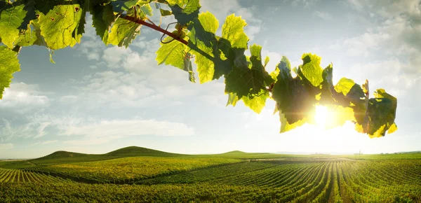 View of nice italian sunny summer countryside landscape Stock Image