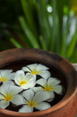 frangipani çiçek kırmızı kase görünümünü geri renk üzerinde kapatın