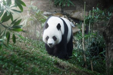 Yaz ortamında yürüyüş güzel ayı panda portresi