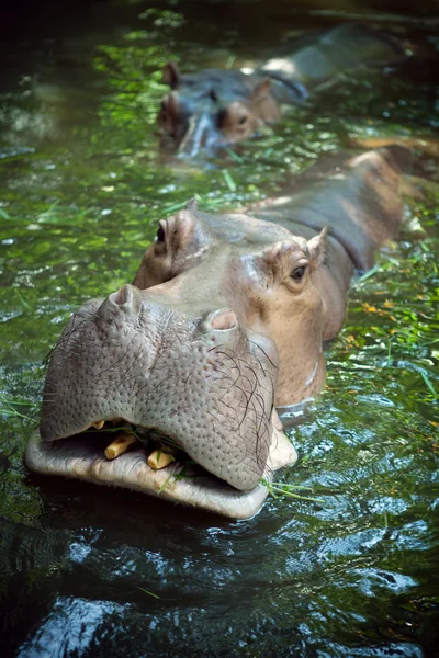 Vista de cerca de la bonita cara de hipopótamo saliendo del agua — Foto de Stock