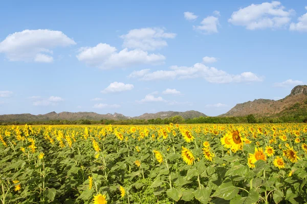 Blick auf das schöne Sonnenblumental mit dem Berg im Hintergrund im Sommer — Stockfoto