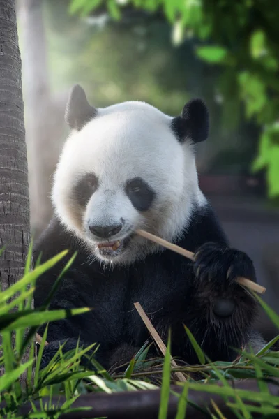 Retrato de urso panda agradável comer no ambiente de verão — Fotografia de Stock