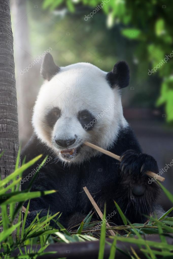 Portrait of nice panda bear eating in summer environment — Stock Photo ...