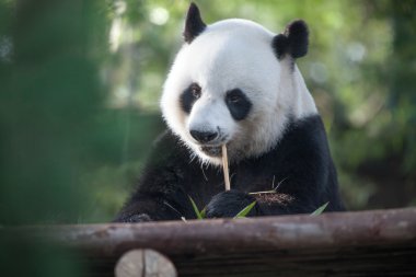 Yaz ortamında yemek güzel ayı panda portresi