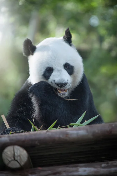 Portrait d'un bel ours panda mangeant dans un environnement estival — Photo