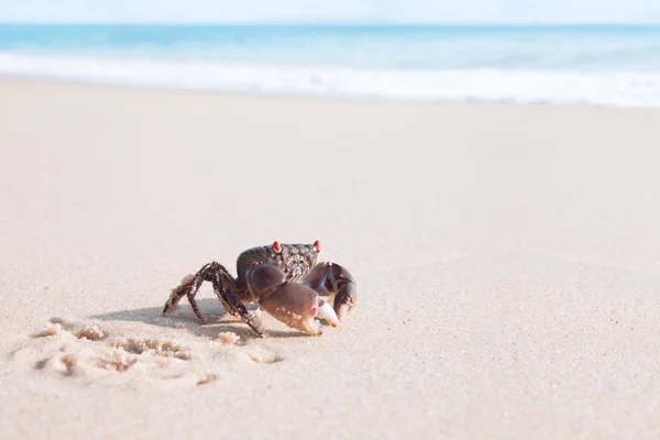 Close up vista de caranguejo agradável está rastejando em uma praia tropical . — Fotografia de Stock