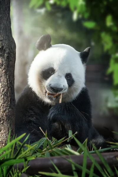 Portrait of nice panda bear eating in summer environment — Stock Photo, Image