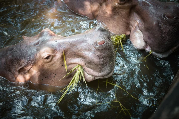 Vista de cerca de la bonita cara de hipopótamo saliendo del agua — Foto de Stock