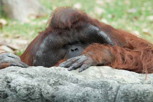 Porträtt av tankeväckande sorgliga orangutang i sommar invironment — Stockfoto