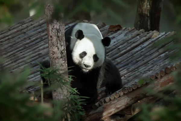 Portrait d'un joli ours panda marchant dans un environnement estival — Photo