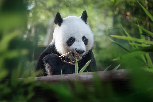 可爱的熊猫小熊吃在夏季环境的肖像 — 图库照片